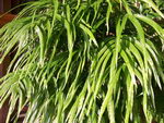 Pteris Umbrosa